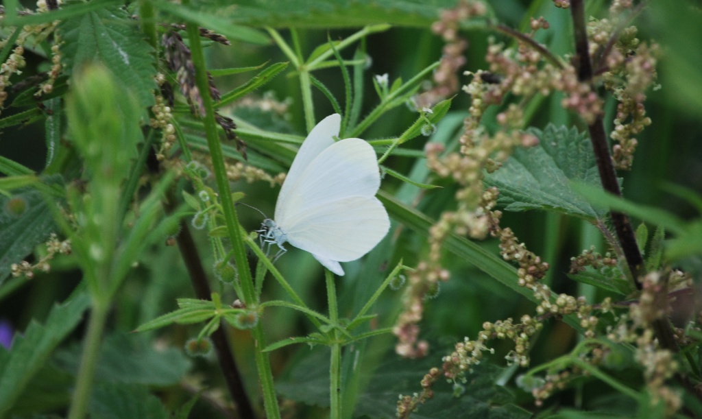 Leptidea sinapis?